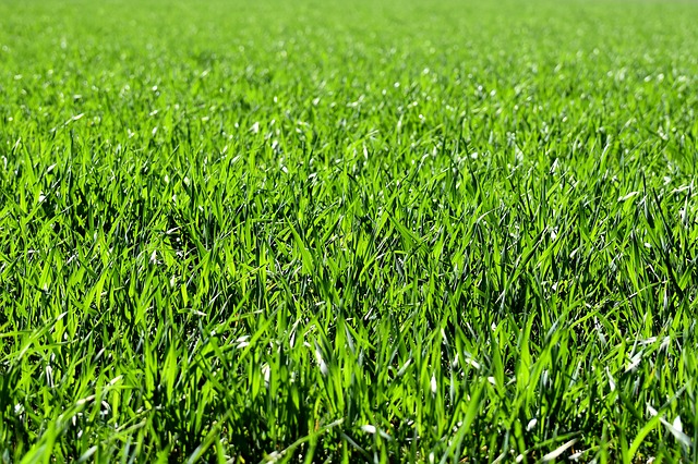 Haverland AG Innovations Field Maintenance Meadow