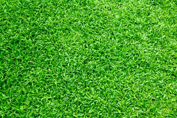 The Negative Effects of Pests on Your Sports Field